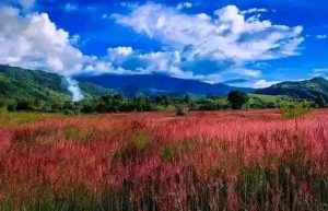 PESONA RUMPUT MEI DI WAMENA PAPUA